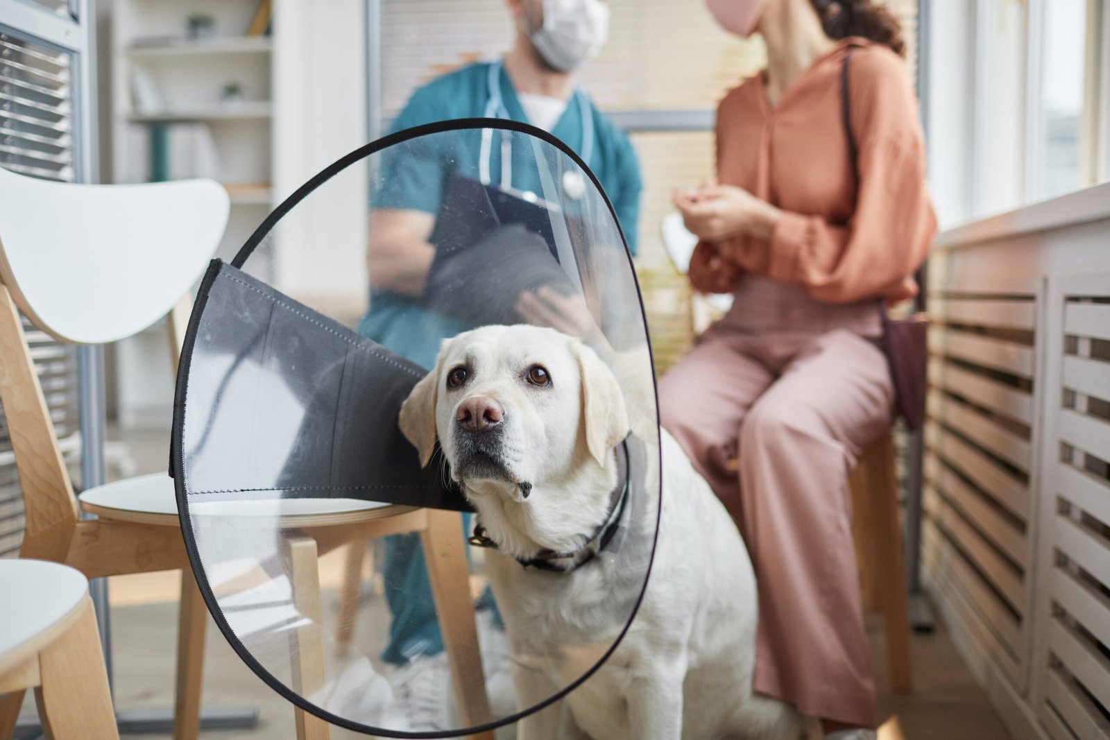Portrait of white Labrador dog wearing protective collar while sitting in waiting room at vet clinic, copy space